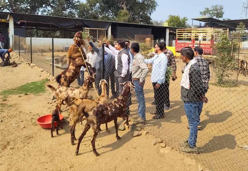 मध्य प्रदेश में बकरी पालन पर 50% सब्सिडी, सरकार का राष्ट्रीय पशुधन मिशन से किसानों को मिलेगा सुपरहिट बिजनेस मौका
