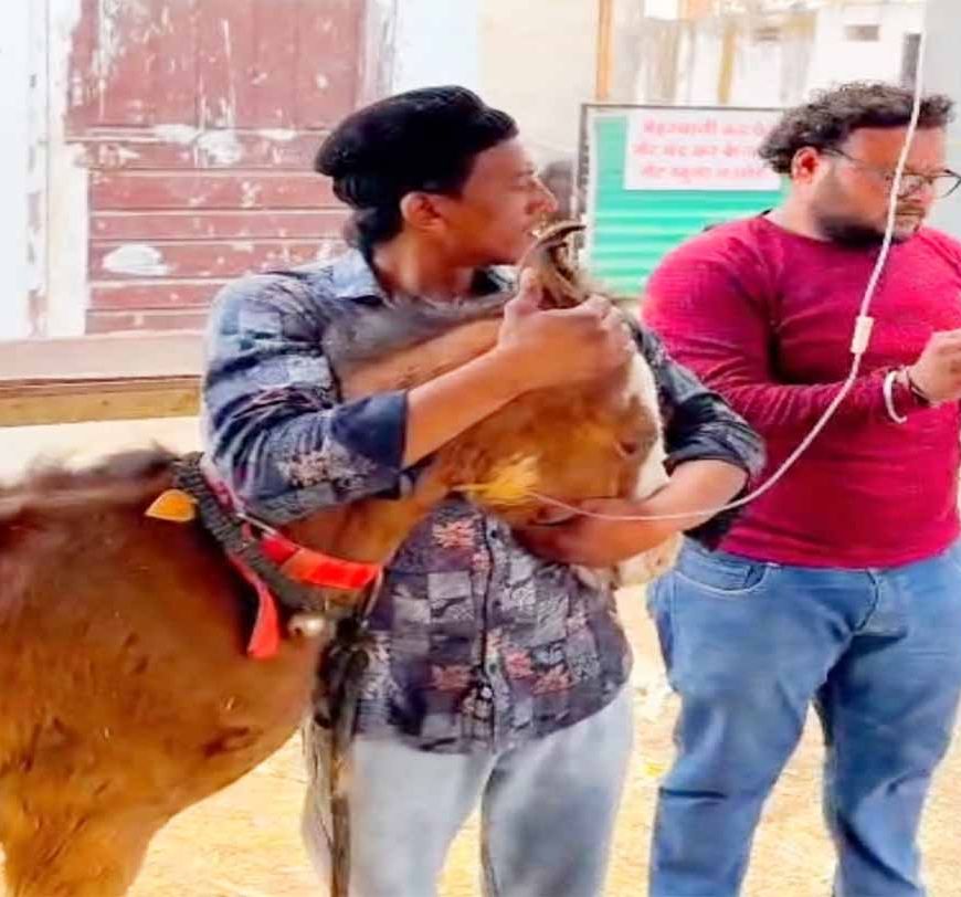 टोल-फ्री नम्बर 1962 बना लाइफ लाइन, घोड़े के बच्‍चे को मिला नया जीवन