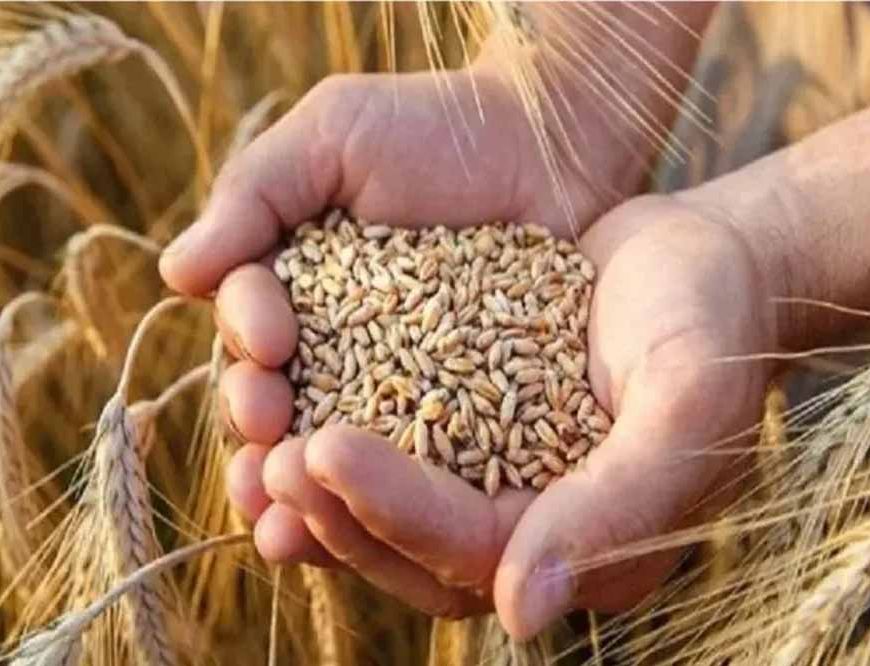 समर्थन मूल्य पर सात मार्च तक होगा गेहूं का उपार्जन : मुख्यमंत्री डॉ. यादव