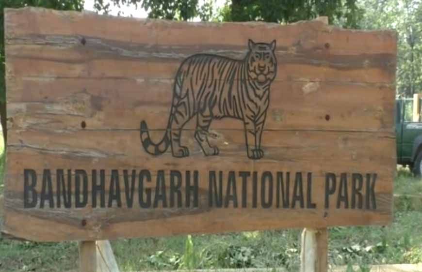 बांधवगढ़ टाइगर रिजर्व में लापरवाही भारी पड़ी: नियम तोड़ने पर 17 चालक और गाइडों को नोटिस