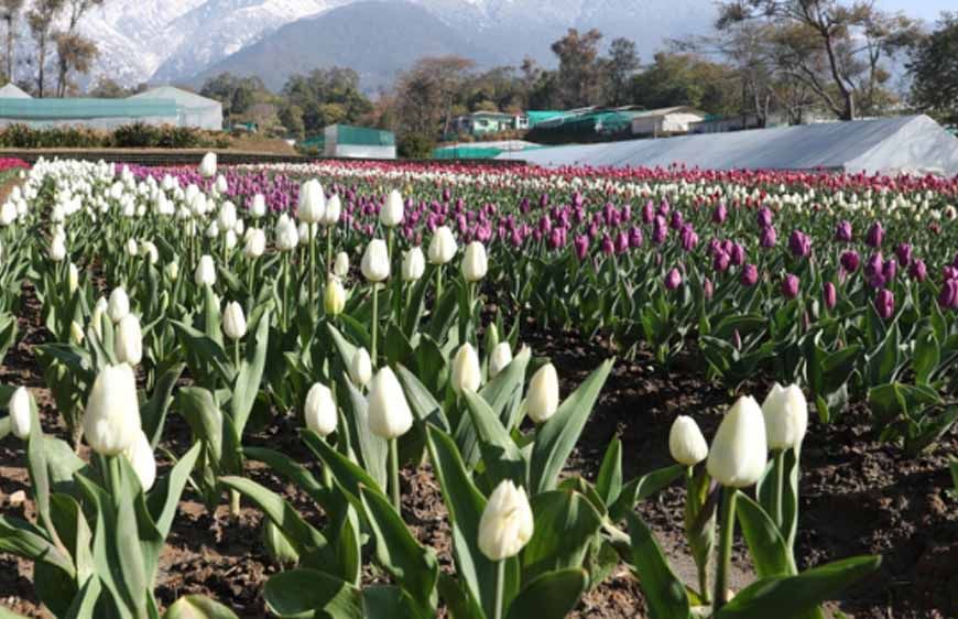देखा एक ख्वाब’ की फीलिंग चाहिए? पालमपुर में खुला देश का दूसरा ट्यूलिप गार्डन