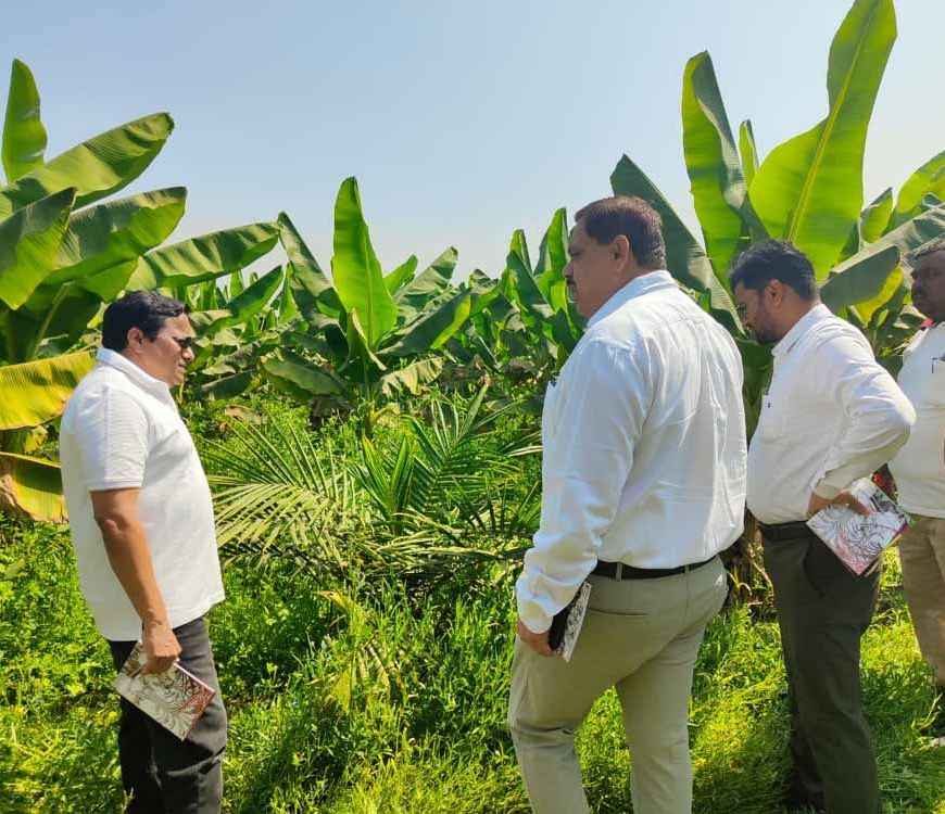 खाद्य तेल में आत्मनिर्भरता की ओर छत्तीसगढ़ : राज्य में 10,796 हेक्टेयर क्षेत्रों में ऑयल पाम की खेती