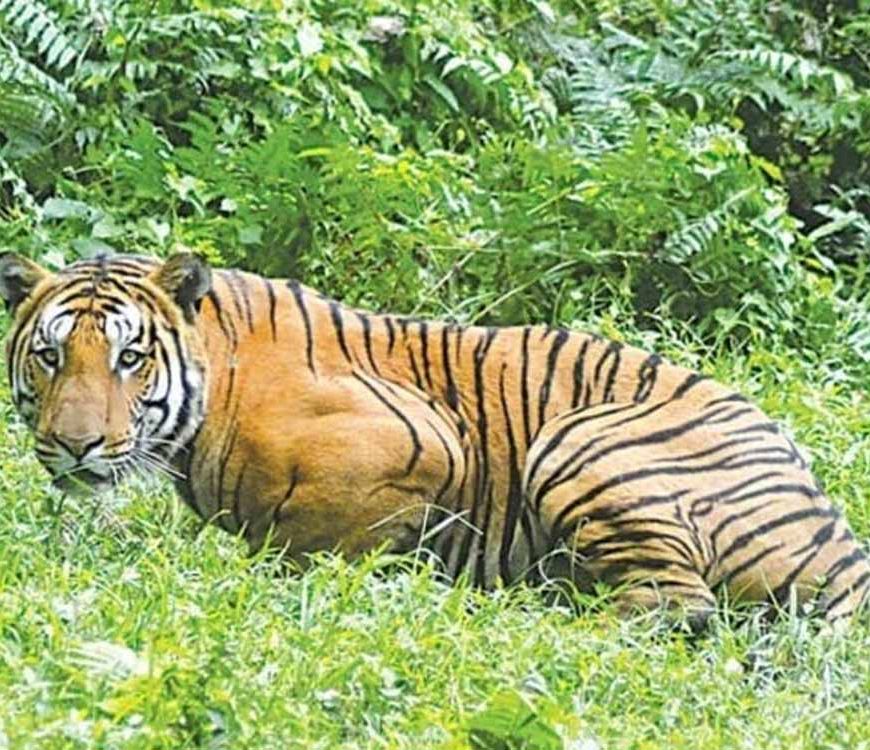 अंतर्राष्ट्रीय बाघ शिकारी आदिन सिंह उर्फ कल्ला बावरिया को 4 वर्ष की सजा