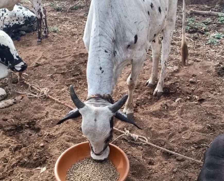 नस्ल सुधार से पशुपालकों की आय बढ़ाने की दिशा में ‘हिरण्यगर्भा अभियान’ मजबूत आधार