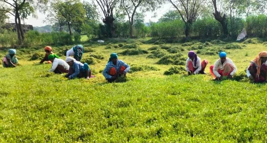 धान से ब्राम्ही तक: कम लागत में ज्यादा मुनाफे की राह पर किसान