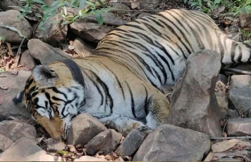 मां से बिछड़े ‘कान्हा’ बाघ की मौत, 27 दिन पहले छोड़ा गया जंगल में, दुर्गावती रिजर्व के कोर एरिया में मिला शव