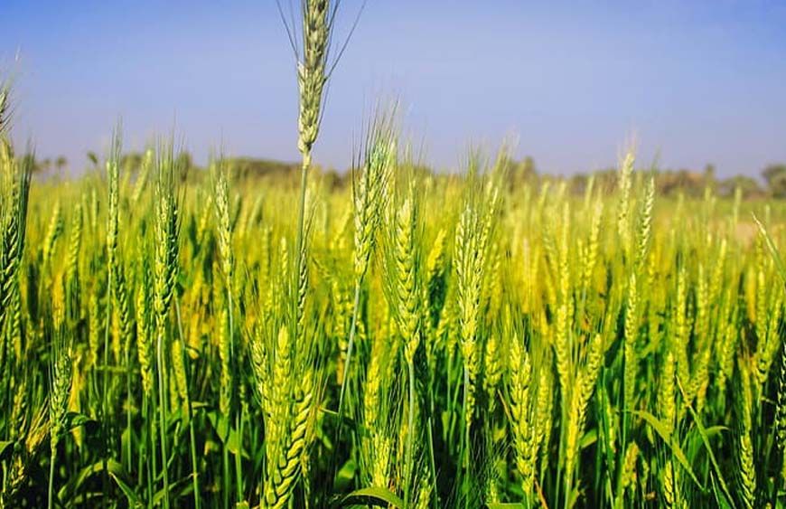 अचानक बढ़ी गर्मी से गेहूं की फसल पर खतरा, किसानों की बढ़ी चिंता