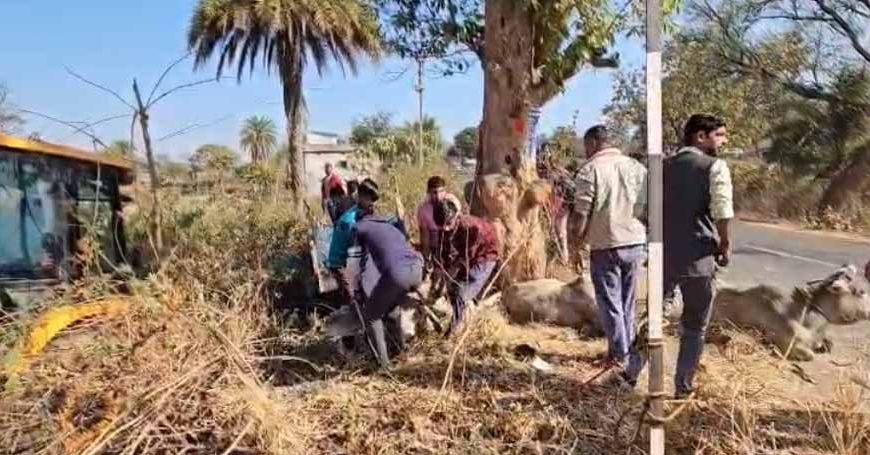 छत्तीसगढ़ से झारखंड गौवंश तस्करी का खुलासा, पुलिस पीछा में पलटी पिकअप, 3 गायों की मौत