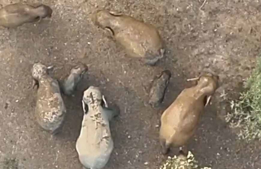 जंगल की दिल छू लेने वाली तस्वीर: मादा हथिनी की छाया में सुरक्षित दिखे नन्हें गजराज