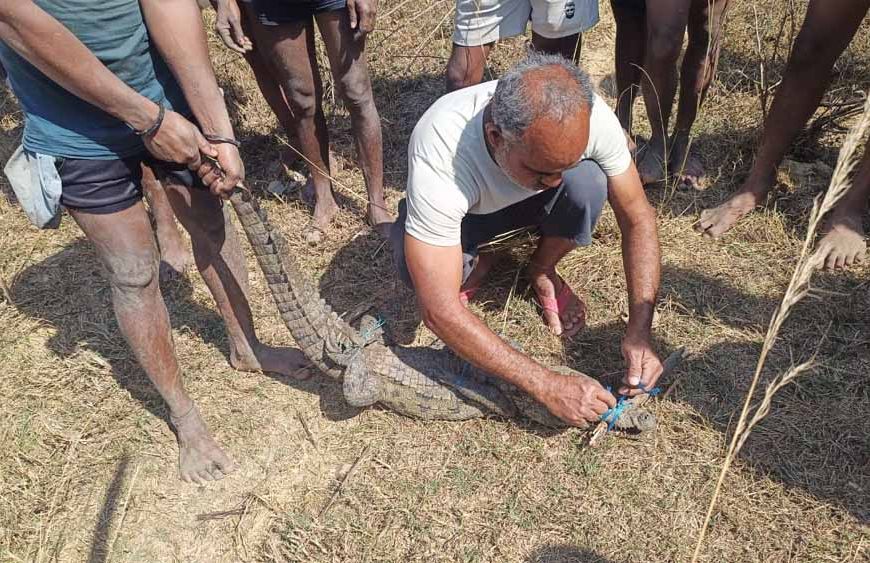 सुरक्षित रेस्क्यू के बाद मगरमच्छ को मिला नया ठिकाना, जंगल सफारी में बसाया गया