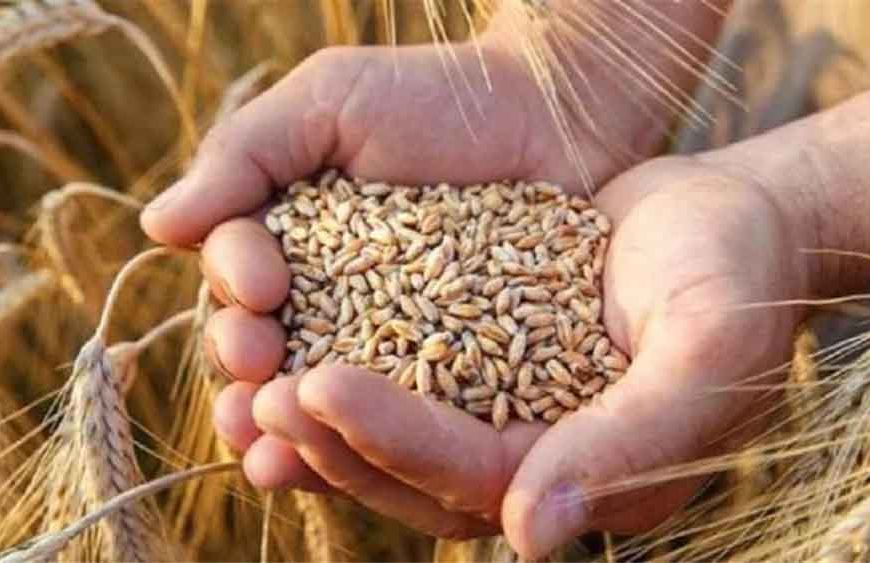 1.81 लाख किसानों ने कराया गेहूं उपार्जन के लिए पंजीयन, मंत्री राजपूत ने दी जानकारी