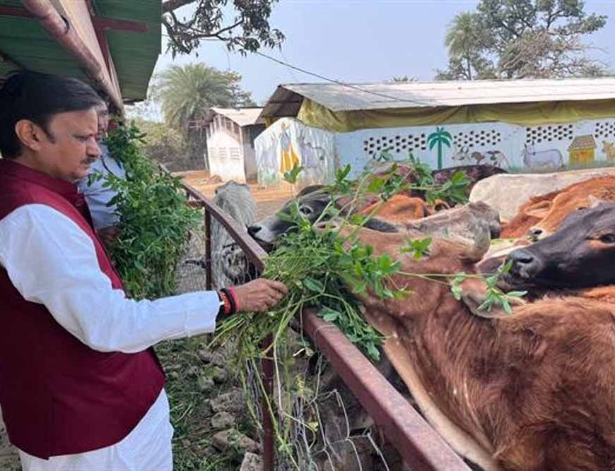 उप मुख्यमंत्री  शुक्ल ने लक्ष्मणबाग गौशाला का किया भ्रमण