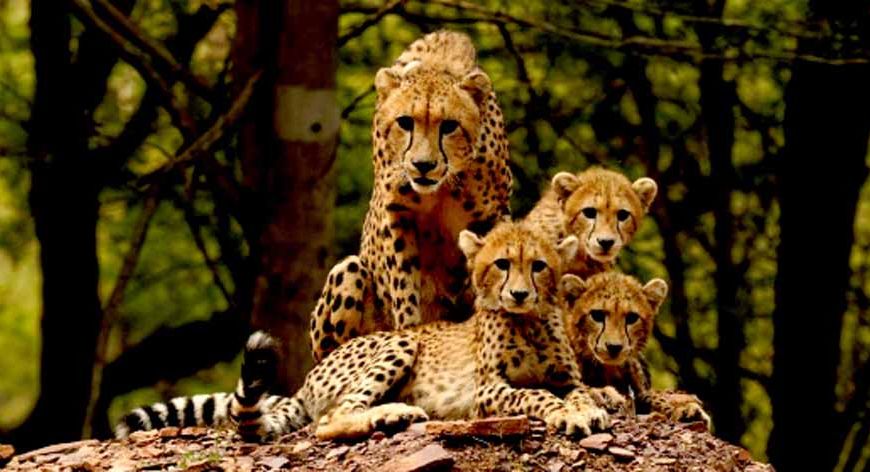 ‘प्रोजेक्ट चीता’ ‘प्रकृति से प्रगति’ का संदेश देती विश्व की सबसे सफल परियोजना : मुख्यमंत्री डॉ. यादव