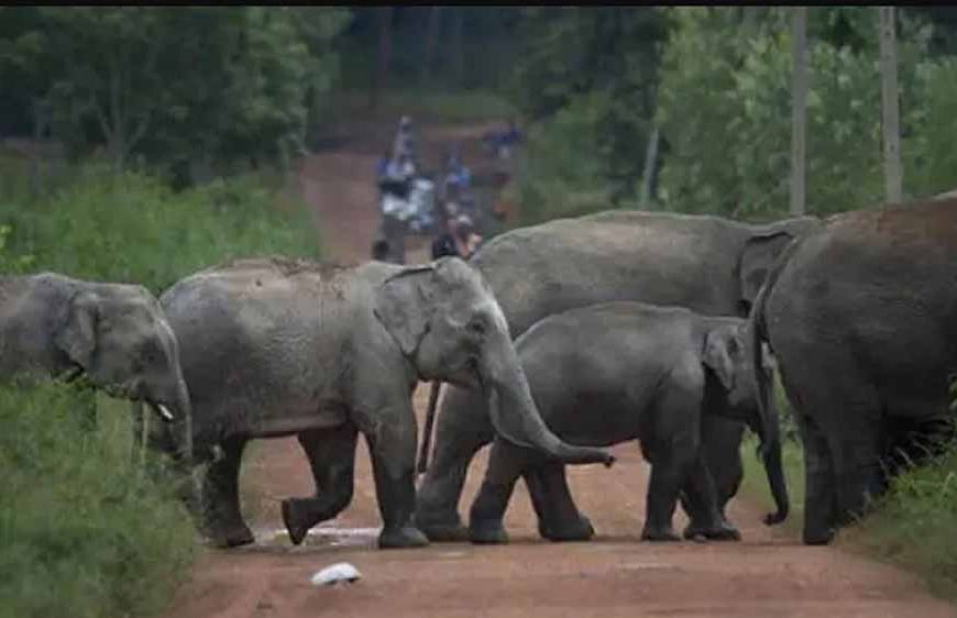 झारखंड की राजधानी में हाथियों का तांडव, 4 लोगों की कुचलकर मौत, सड़क पर मची अफरा-तफरी