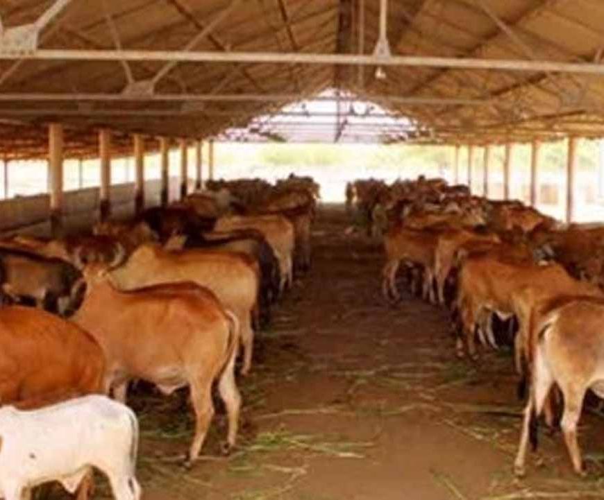 63 को गोकुल व 49 को आज मिलेगा नंद बाबा पुरस्कार