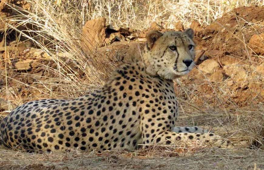 बोत्सवाना से 28 फरवरी को एमपी पहुंचेंगे आठ चीते, 2032 तक आत्मनिर्भर आबादी बनाने का लक्ष्य