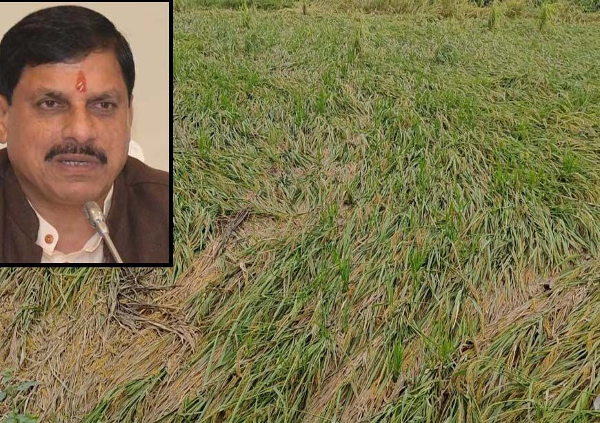 एमपी के 25 जिलों में बारिश से फसलें बर्बाद, सीएम मोहन ने दिए तत्काल राहत के निर्देश