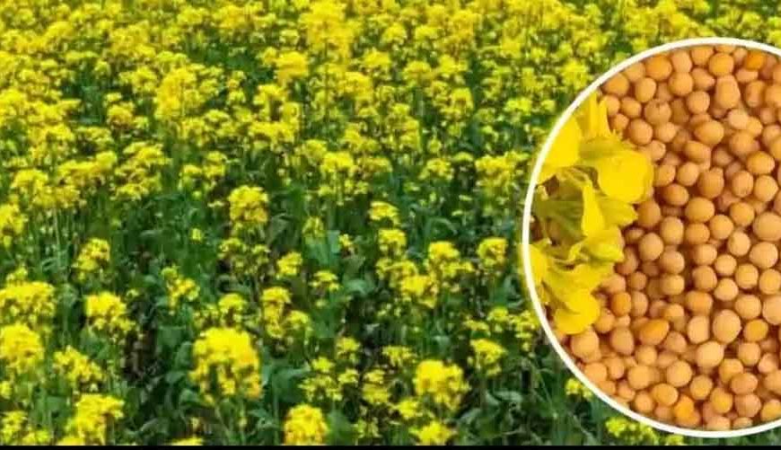 एमपी किसानों के लिए बड़ी राहत: अब सरसों पर भी मिलेगा भावांतर, सोयाबीन की तरह सरकार देगी कीमत का अंतर