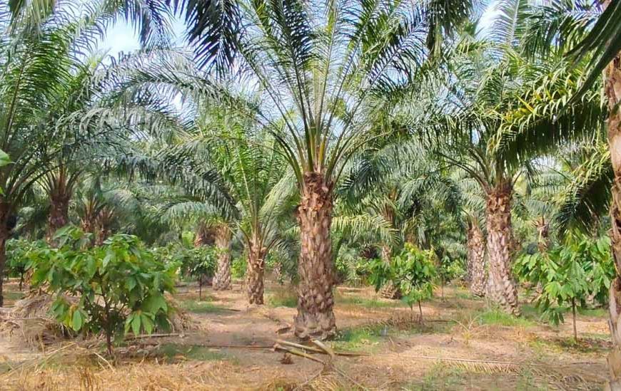 एक एकड़ में सवा लाख रुपए का मुनाफा देने वाला पाम ऑयल की खेती