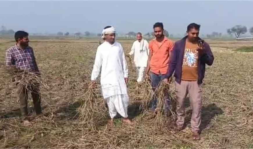 पानी संकट ने रोकी खेती: हरियाणा के इस गांव में सैकड़ों एकड़ जमीन पर नहीं बोया गया गेहूं