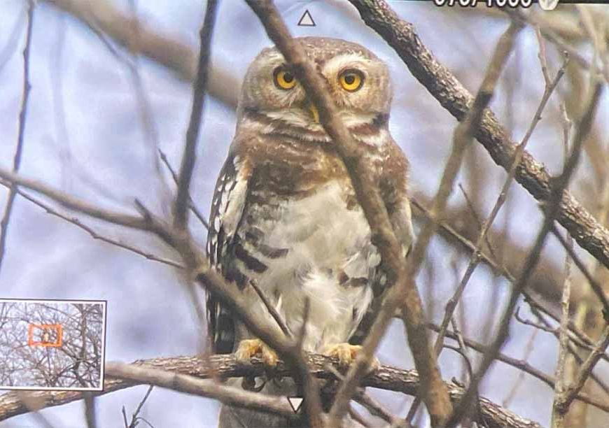 कूनो राष्ट्रीय उद्यान में फॉरेस्ट ऑउलेट का दिखाई देना, शुभ संकेत