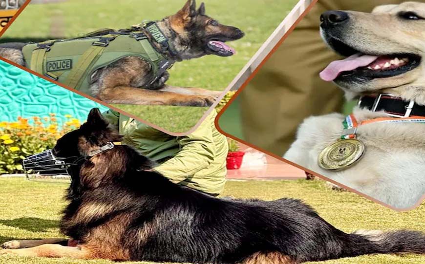 CRPF की K9 यूनिट बनी आतंकियों का खौफ, टॉयसन जैसे सैकड़ों डॉग कमांडो तैयार