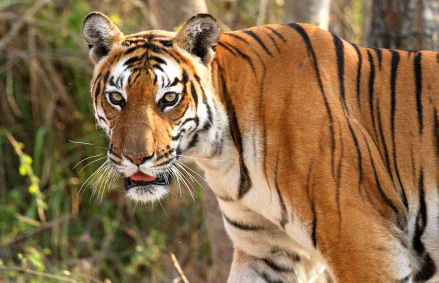 बांधवगढ़ में ढाई महीने में 8 बाघों की मौत, आधे मामलों का पैटर्न एक जैसा, हाईकोर्ट में उठा शिकार का सवाल