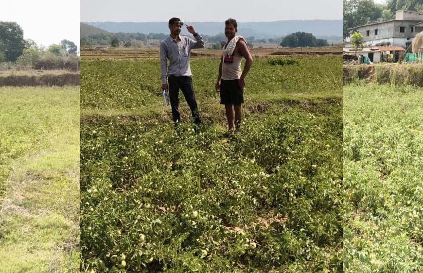 रायपुर : राष्ट्रीय बागवानी मिशन से किसानों को संबल : उन्नत तकनीक से टमाटर खेती में बढ़ा उत्पादन और मुनाफा