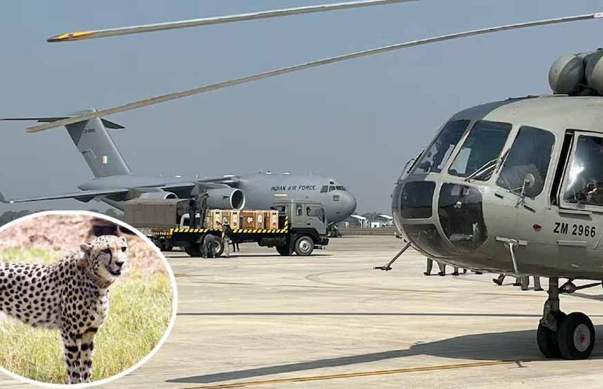 बोत्स्वाना से 28 फरवरी को कूनो पहुंचेंगे 8 चीते