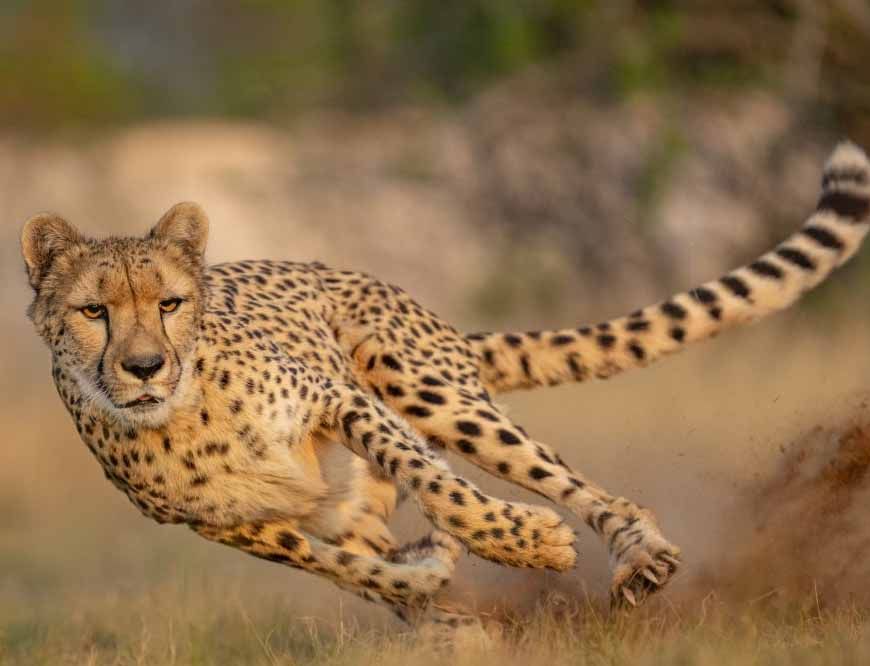 कूनो में आज शनिवार सुबह होगी ग्रैंड लैंडिंग, बोत्सवाना से आए 8 नए चीते, CM Mohan Yadav करेंगे बाड़े में रिलीज