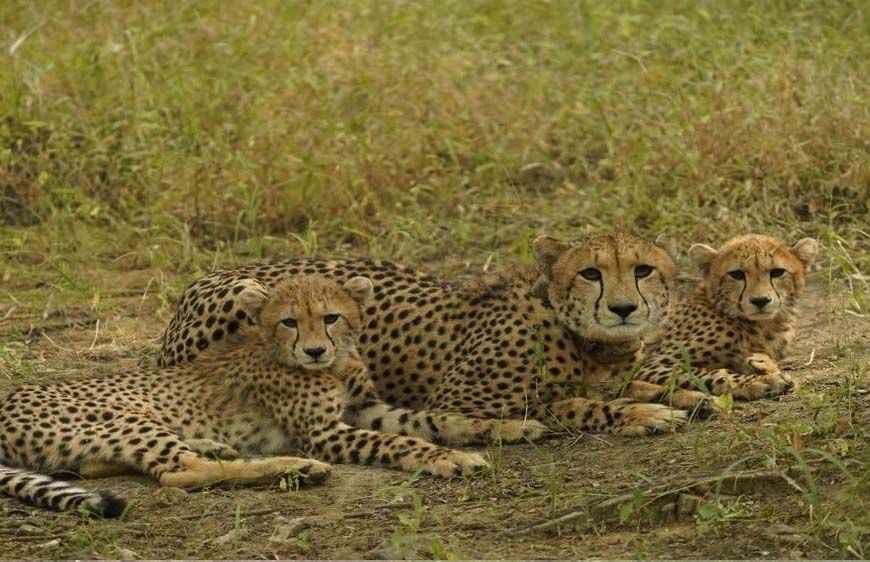 बोत्सवाना से भारत आए 9 चीते, कूनो नेशनल पार्क में हुए क्वारंटीन, केंद्रीय मंत्री ने प्रतीकात्मक रूप से रिलीज किया