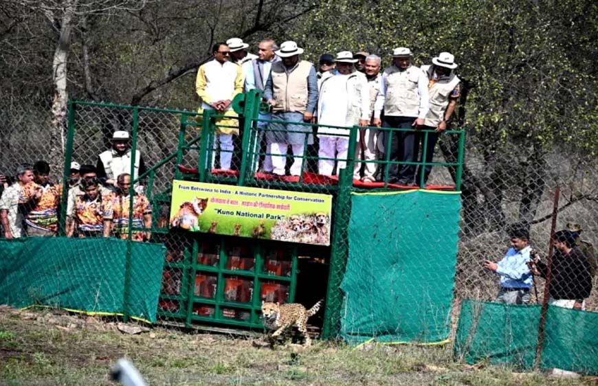 मिशन चीता की नई सफलता, बोत्सवाना से 9 और चीते कूनो पहुंचे, भारत में संख्या हुई 48
