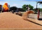 गेहूं खरीद को लेकर अनाज मंडियां तैयार: किसानों को समय पर भुगतान का भरोसा