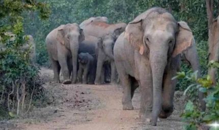 झारखंड के 18 जिलों में खुलेंगे रेस्क्यू सेंटर, हाथियों के हमलों से निपटने की रणनीति