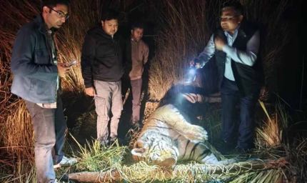 आठ दिन से भूखा था ‘जंगल का राजा’, पीलीभीत में बाघ की दर्दनाक मौत