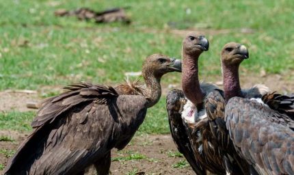 वीरांगना दुर्गावती टाइगर रिजर्व में 951 गिद्ध दर्ज, सात प्रजातियों की हुई पहचान; तीन दिन तक चला सर्वे