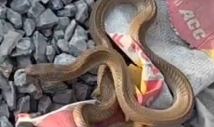 कोरबा में निर्माणाधीन मकान से निकला कोबरा, इलाके में मची अफरा-तफरी