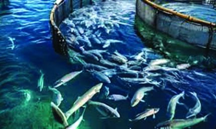 मत्स्य क्षेत्र में 30 कंपनियां करेंगी 1400 करोड़ रुपये से अधिक का निवेश