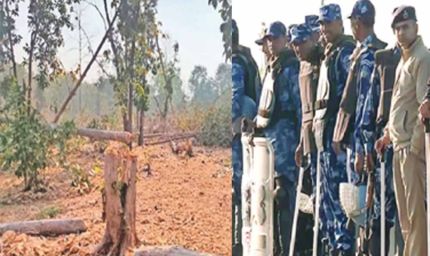 पंचकूला के जंगल में काट डाले हजारों पेड़, तस्करों पर एक्शन की तैयारी में विभाग