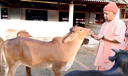 गोसेवा में रमे सीएम योगी, गोवंश को खिलाया गुड़-रोटी