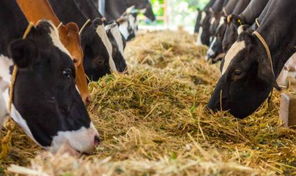 प्रयागराज में पशुओं के लिए बनेगा 12 अंकों का यूनिक आधार, पोर्टल पर स्वास्थ्य रिकार्ड भी होगा उपलब्ध