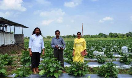 ग्राफ्टेड बैगन से 16 लाख रूपए की आमदनी