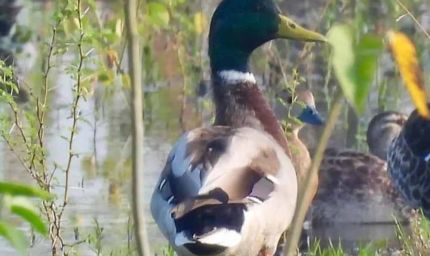 गिधवा टैंक में प्रवासी मल्लार्ड का आगमन, बढ़ी क्षेत्र की पहचान