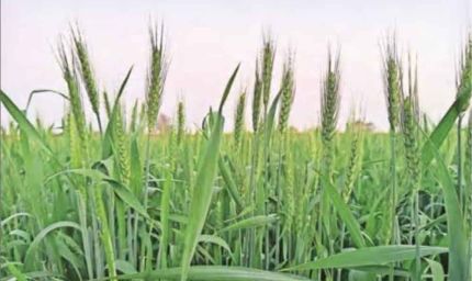 हरियाणा में फरवरी में ही गर्मी का असर, 30°C के पार पहुंचा तापमान, फसलों पर मंडराया खतरा