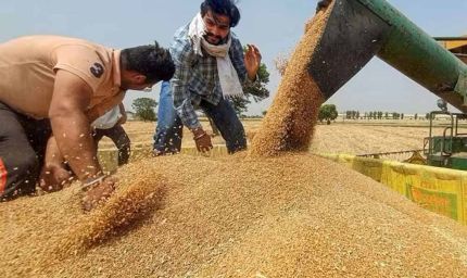 हरियाणा में 20 मार्च से होगी रबी फसलों की खरीद, तारीखें और एमएसपी घोषित