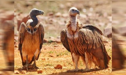 MP में गिद्धों की संख्या 14 हजार पार, पन्ना में लाल सिर वाले और वन विहार में सफेद पीठ वाले गिद्ध; 10 साल में दोगुने