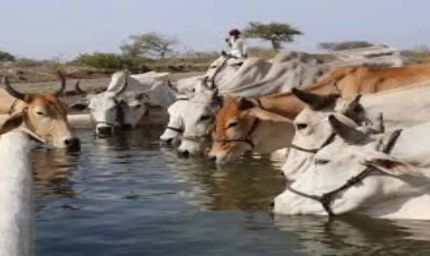 ‘गो संरक्षण मिशन’ में शामिल होंगी ग्रामीण महिलाएं और किसान उत्पादक संगठन