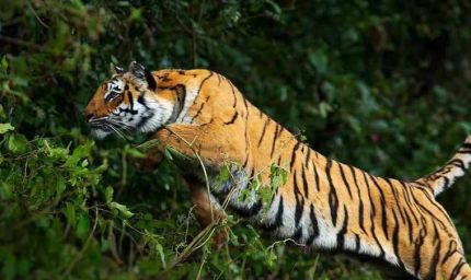 छत्तीसगढ़–महाराष्ट्र सीमा पर बाघ का आतंक: दिन-दहाड़े मवेशी पर हमला, ग्रामीण पेड़ पर चढ़कर बची जान