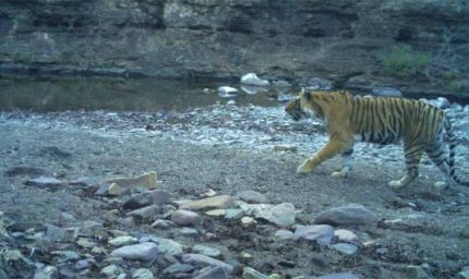 रणथंभौर नेशनल पार्क में मादा बाघिन T-94 मृत मिली, पोस्टमार्टम से खुलेगा मौत का राज