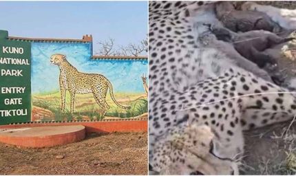 कूनो नेशनल पार्क में ज्वाला चीता ने दिया पांच शावकों को जन्म, चीतों की संख्या पहुंची 50 के पार